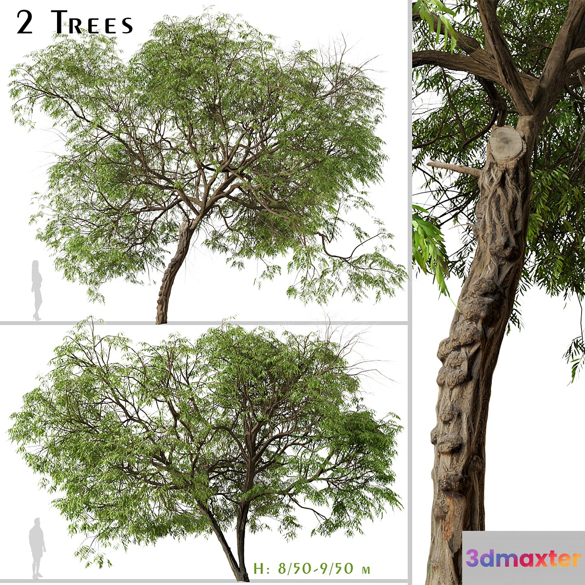Set of Brazilian Pepper Tree (Schinus terebinthifolia) (2 Trees)