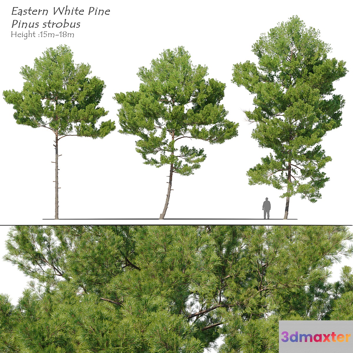 Pinus strobus_2