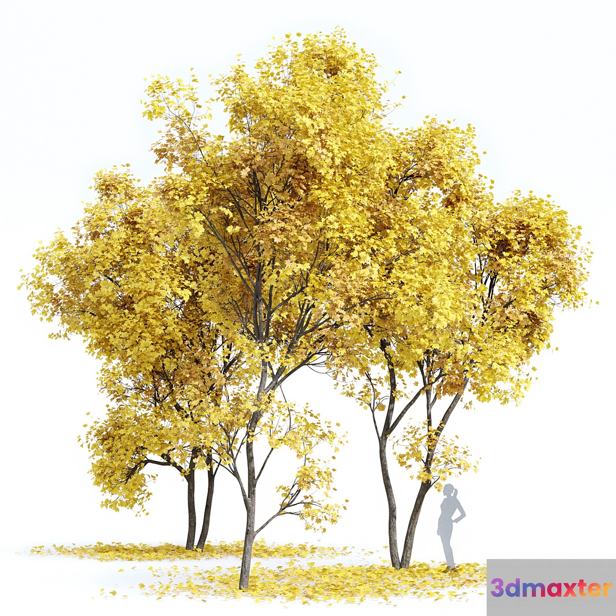 Real Tree Acer Saccharinum Fall 3D Max