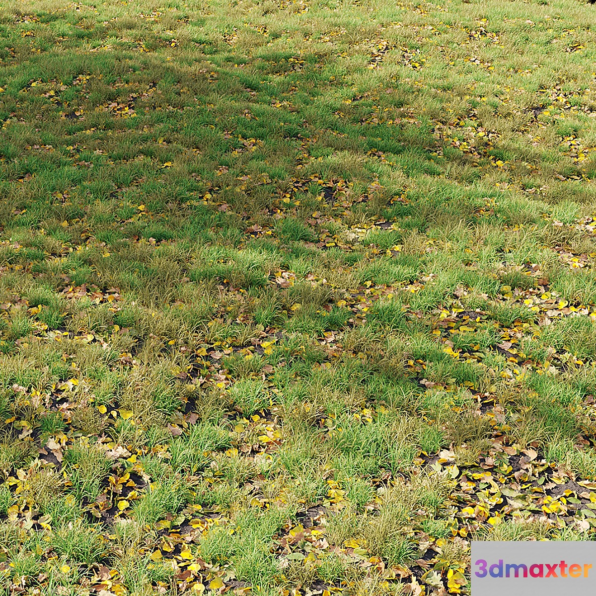 Autumn Grass 01