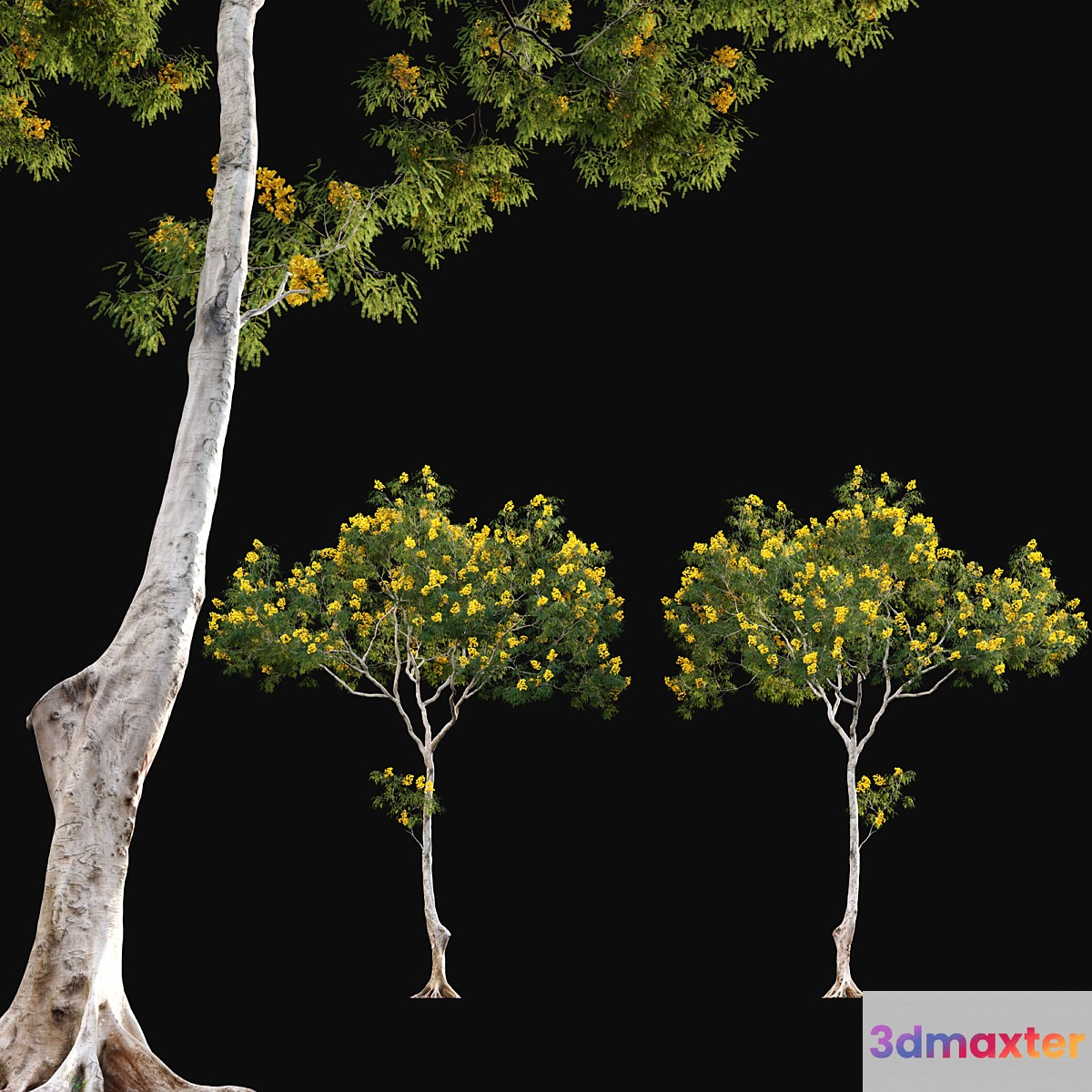 Cassia splendida - Golden Wonder Senna 3D Max