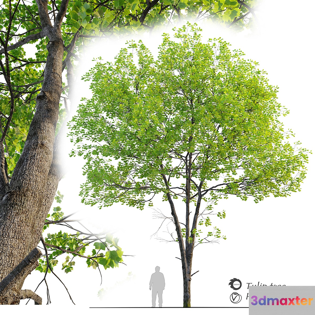 Tulip tree 3D Max