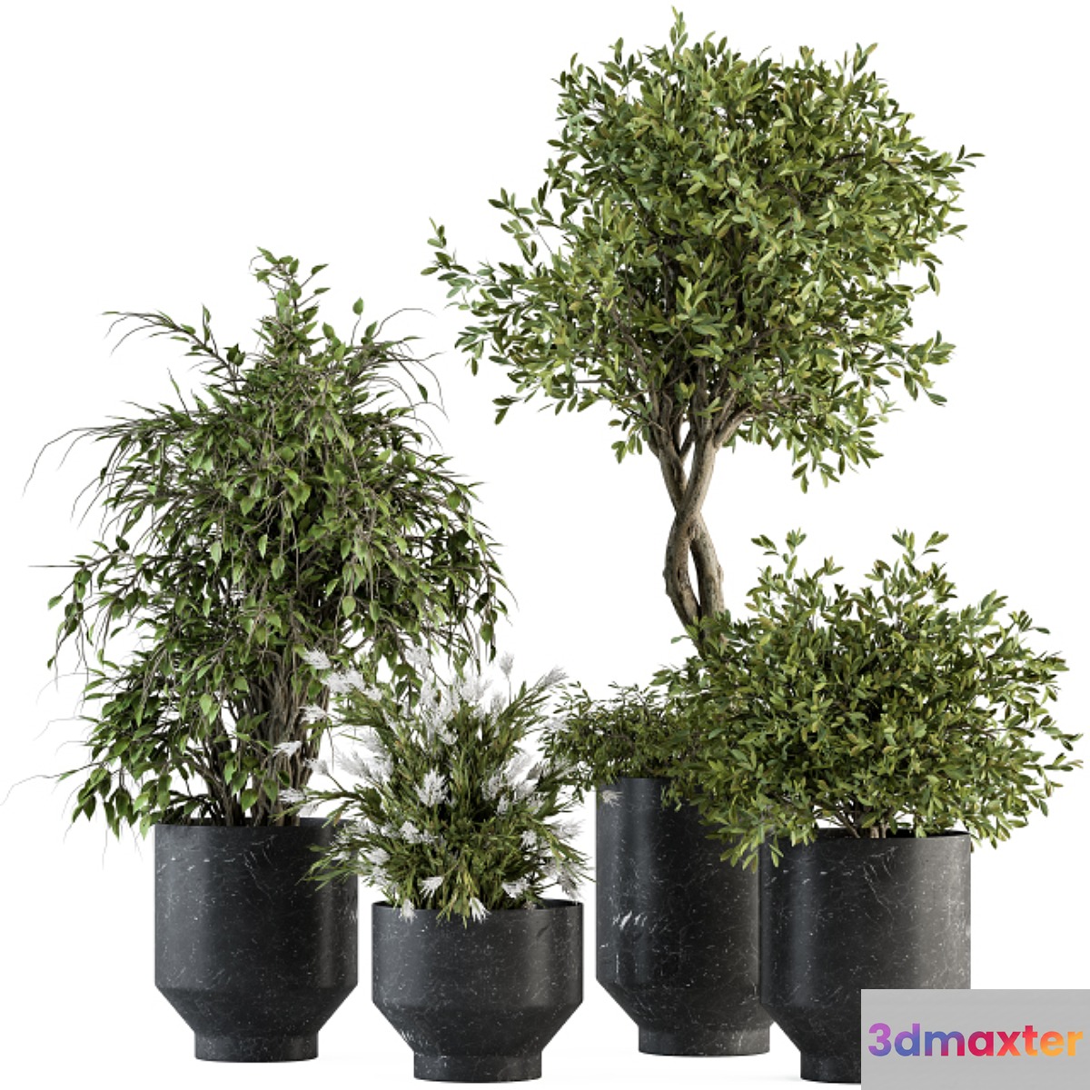 indoor Plant Set 308 - Tree and Plant Set in Black pot