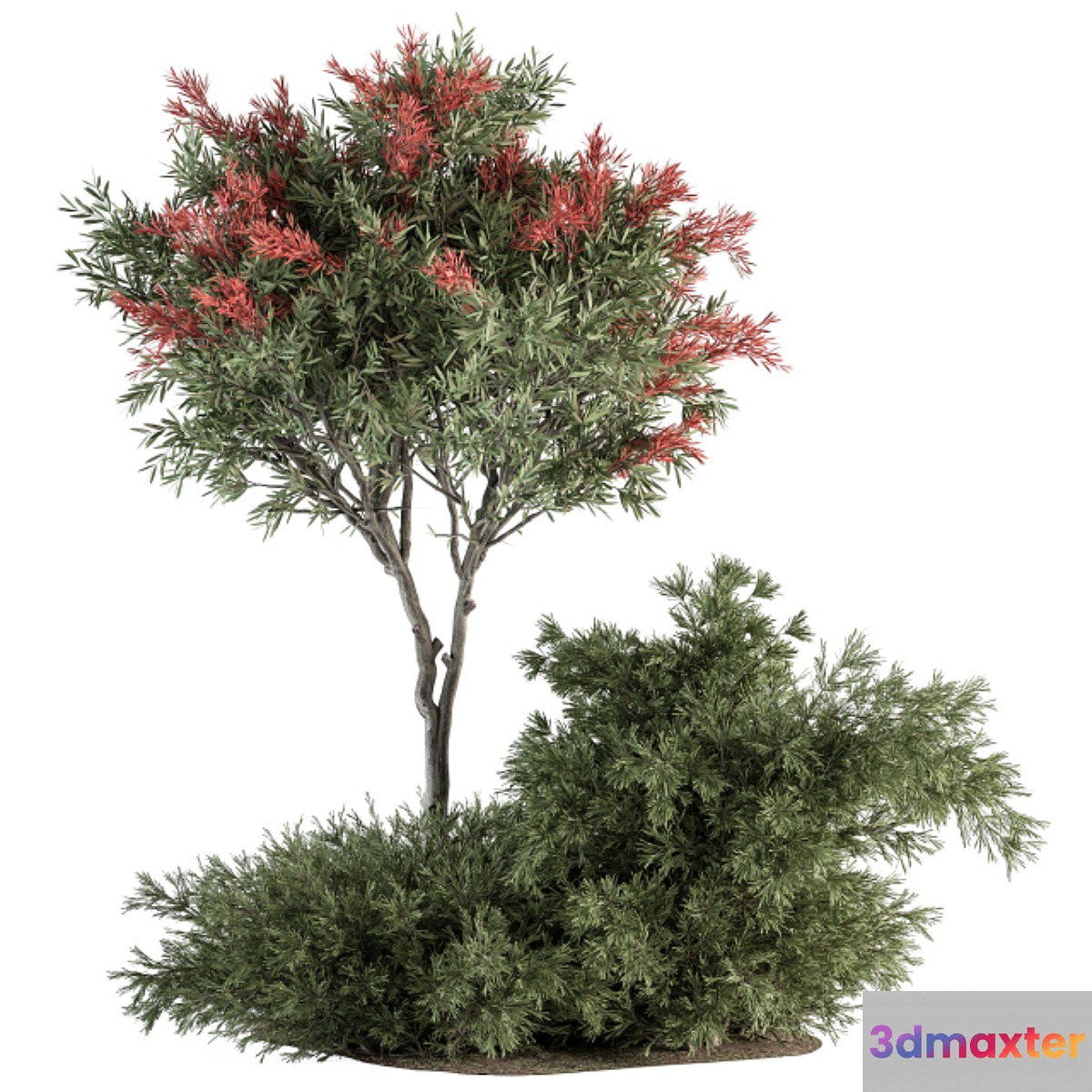 Red Crape Myrtle tree and Bush - Outdoor Garden Set 313