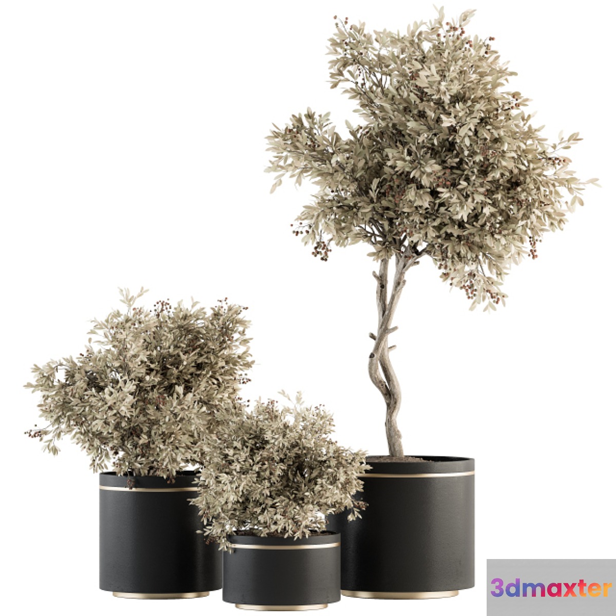 indoor Plant Set 310 - Tree and Plant Set in Black pot