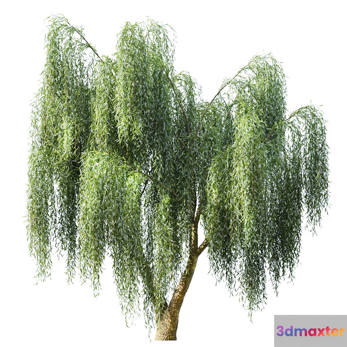 Willow 3D Max