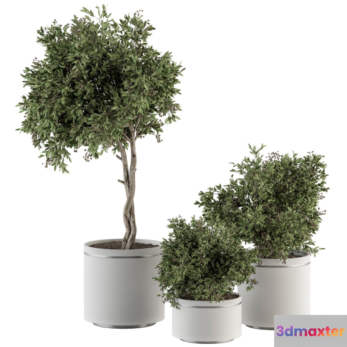 indoor Plant Set 311 - Tree and Plant Set in Black pot 3D Max