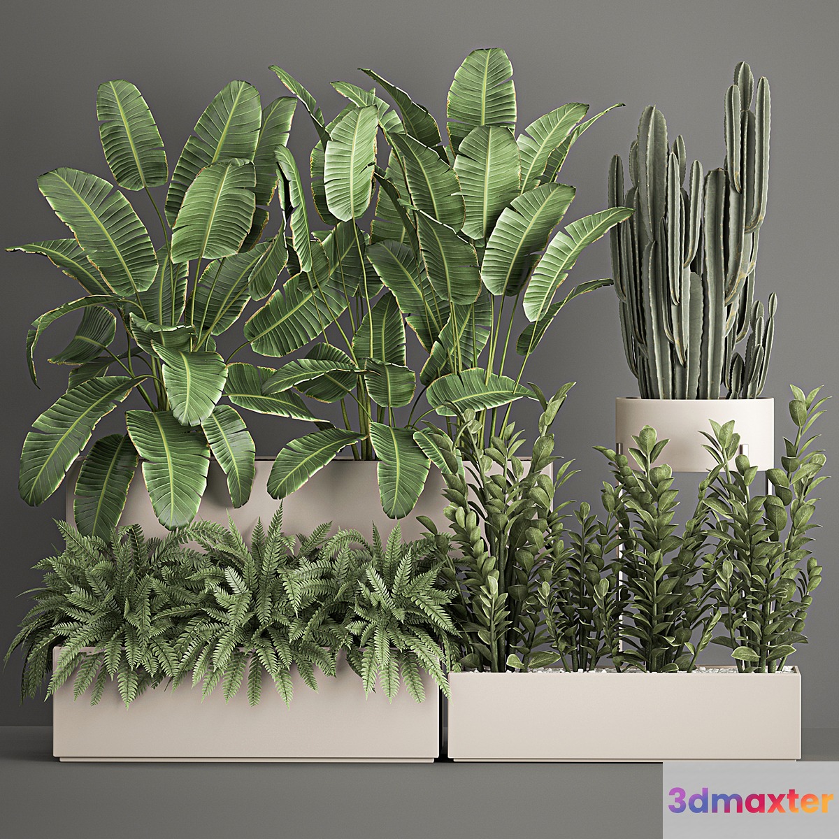 Collection of potted plants with Strelitzia fern cactus cereus Zamiokulkas. 1062.