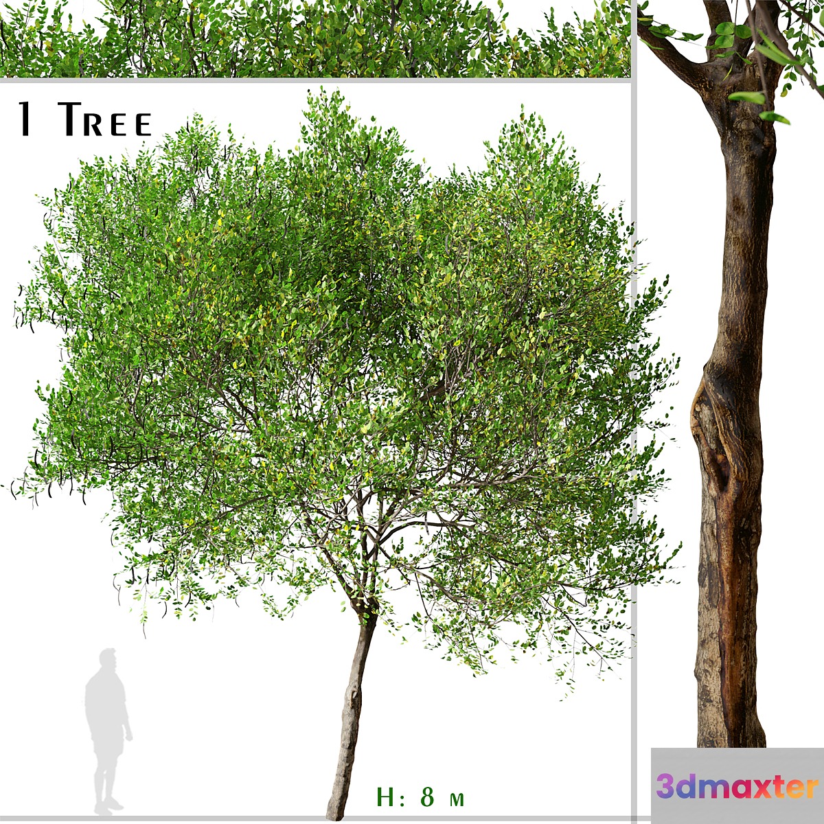 Carob Tree (Ceratonia siliqua)