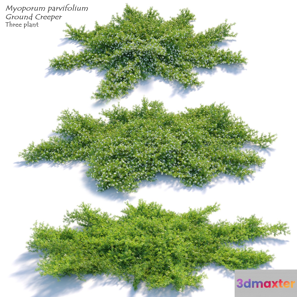 Myoporum parvifolium 3D Max