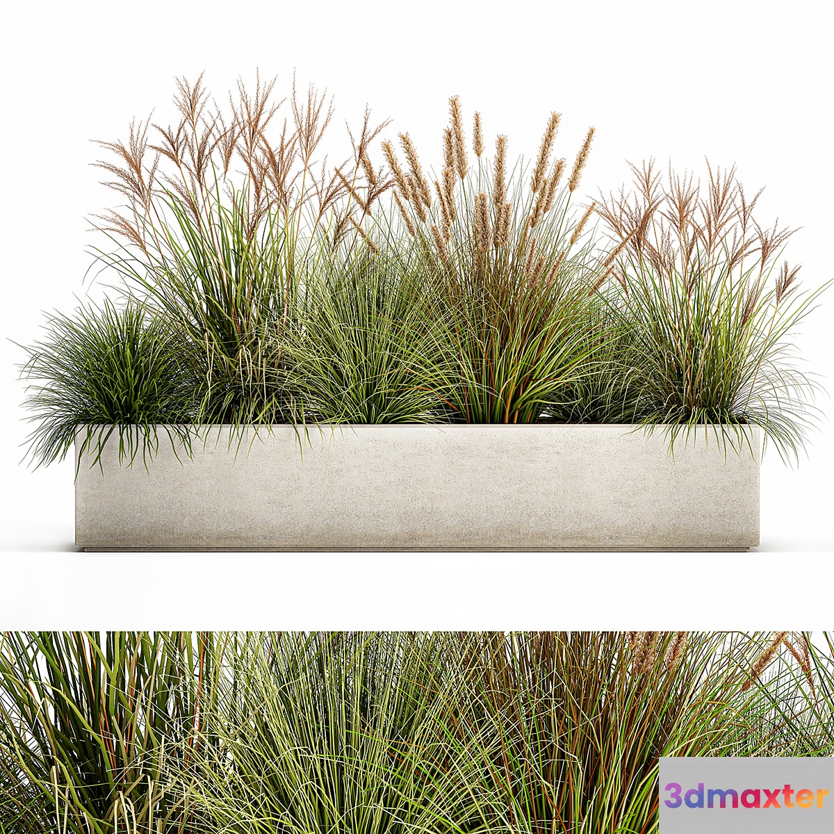 Collection of plants in a pot Pampas grass reeds flowerbed landscaping bushes. Set 1074.