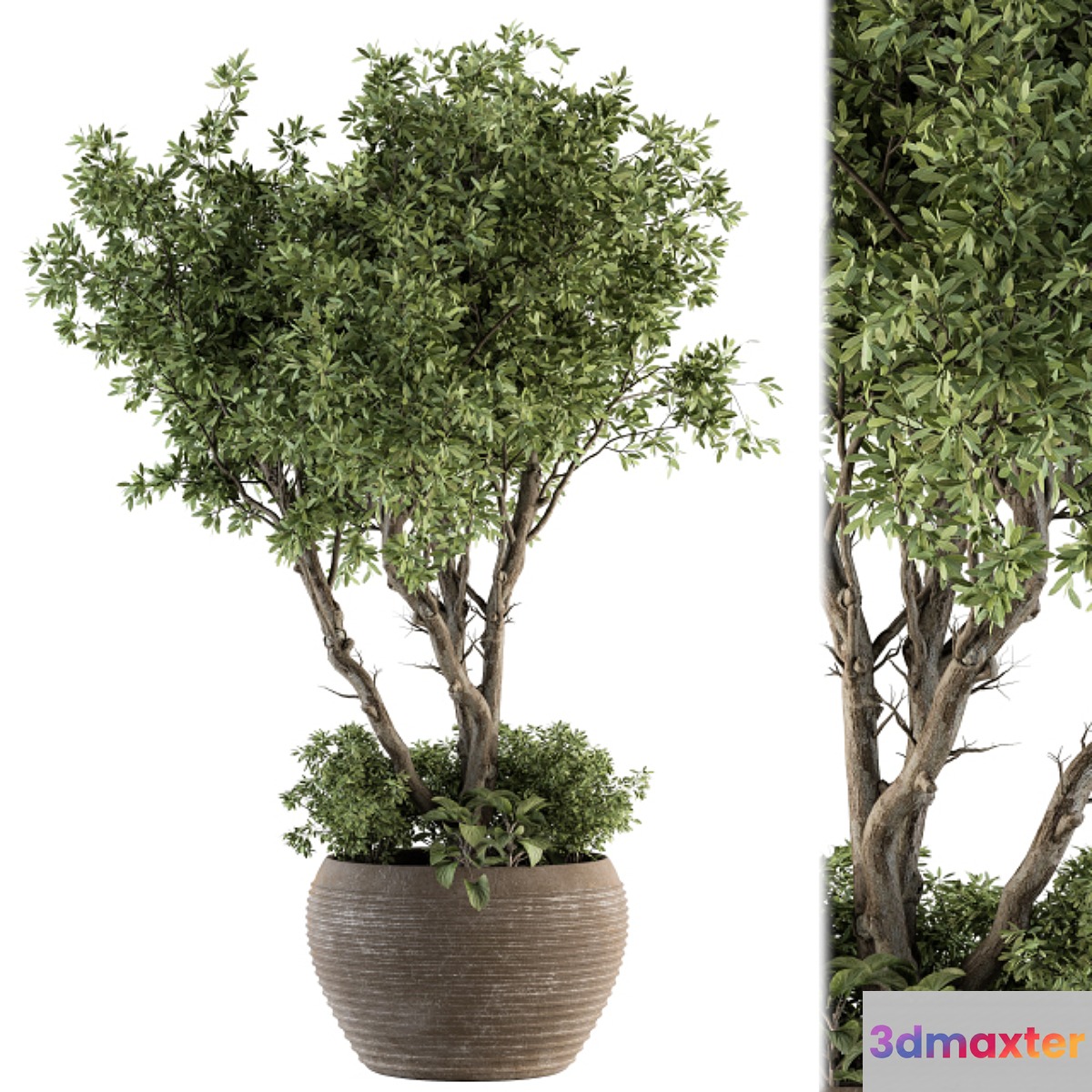 Outdoor Plant Set 327 - Plant Set in Big Pot