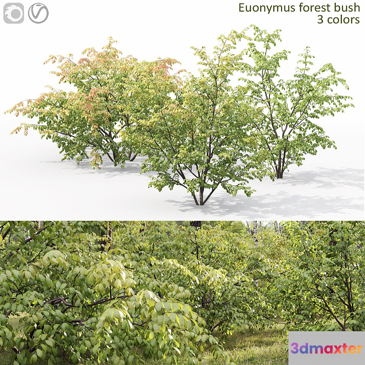 Euonymus forest 3D Max