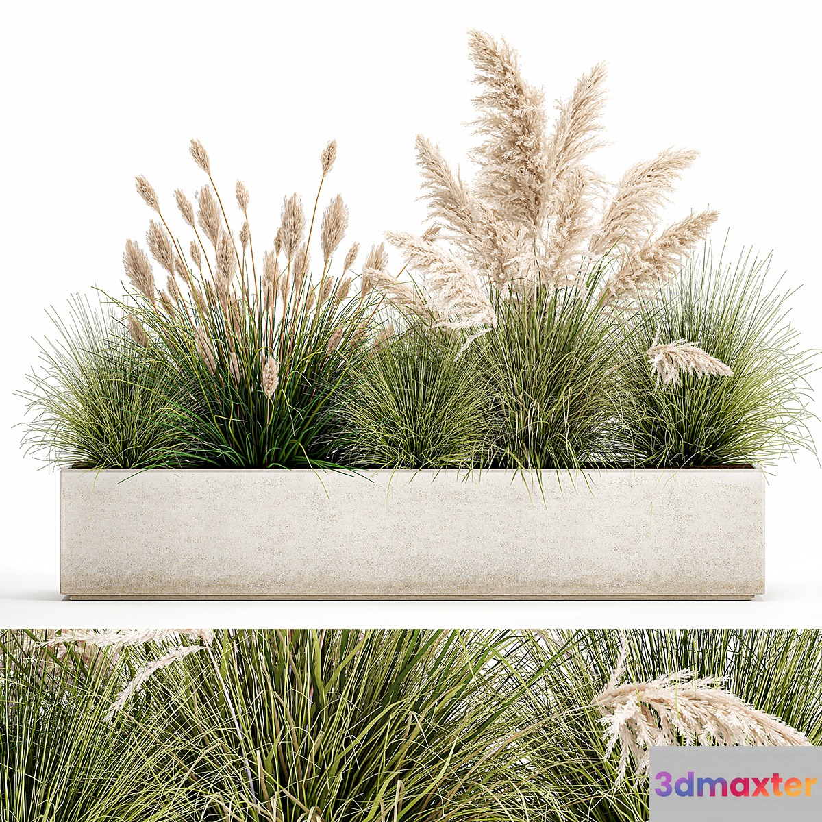 Collection of plants in a pot Pampas grass reeds bushes landscape design white flowerbed. Set 1077 - No.3