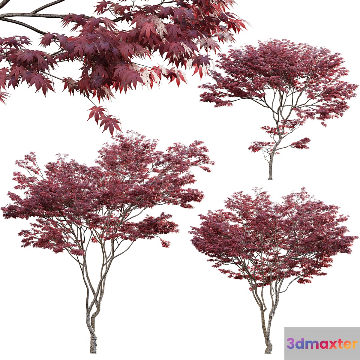 Japanese maple - Acer palmatum 01 - No.2