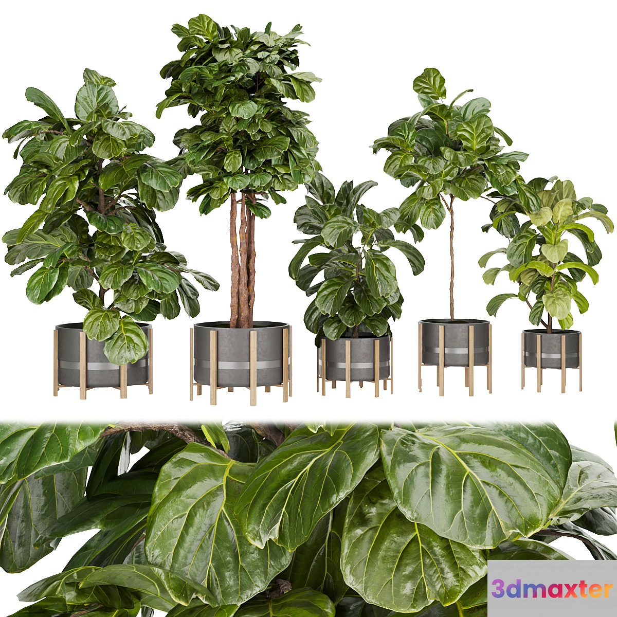 Collection plant vol 270 - fiddle - indoor - leaf - fig