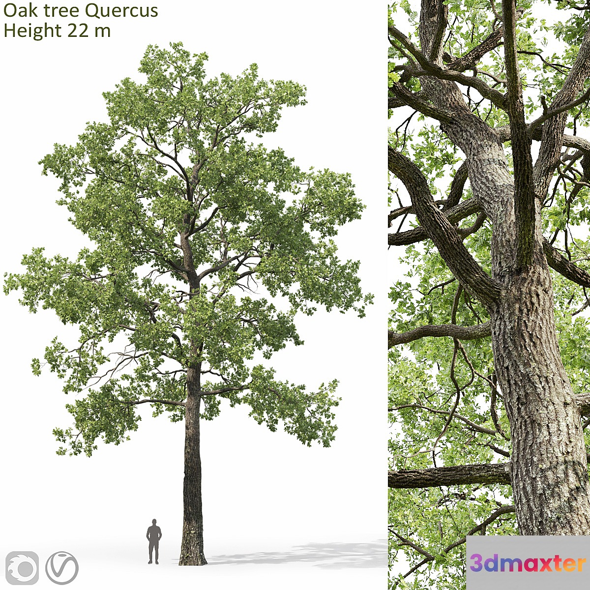 Oak 3D Max