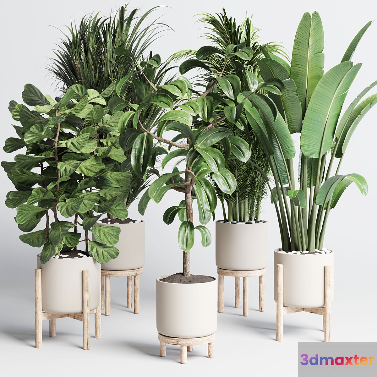 collection indoor plant 155 pot palm ravenala ficus rubbery-lyrata wooden vase