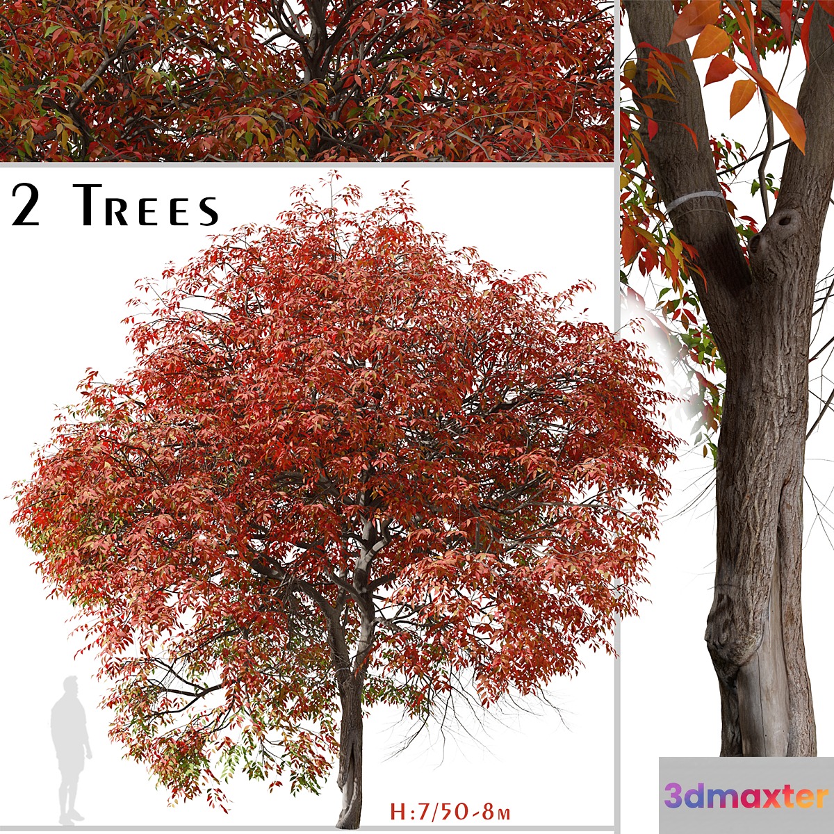 Set of Chinese pistache Tree (Pistacia chinensis) (2 Trees) - No.2