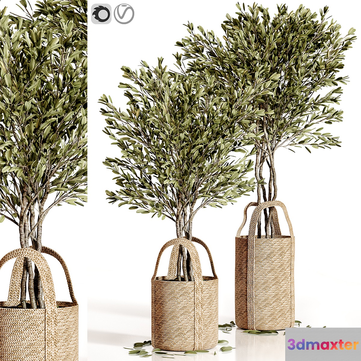 Olive trees 5 3D Max
