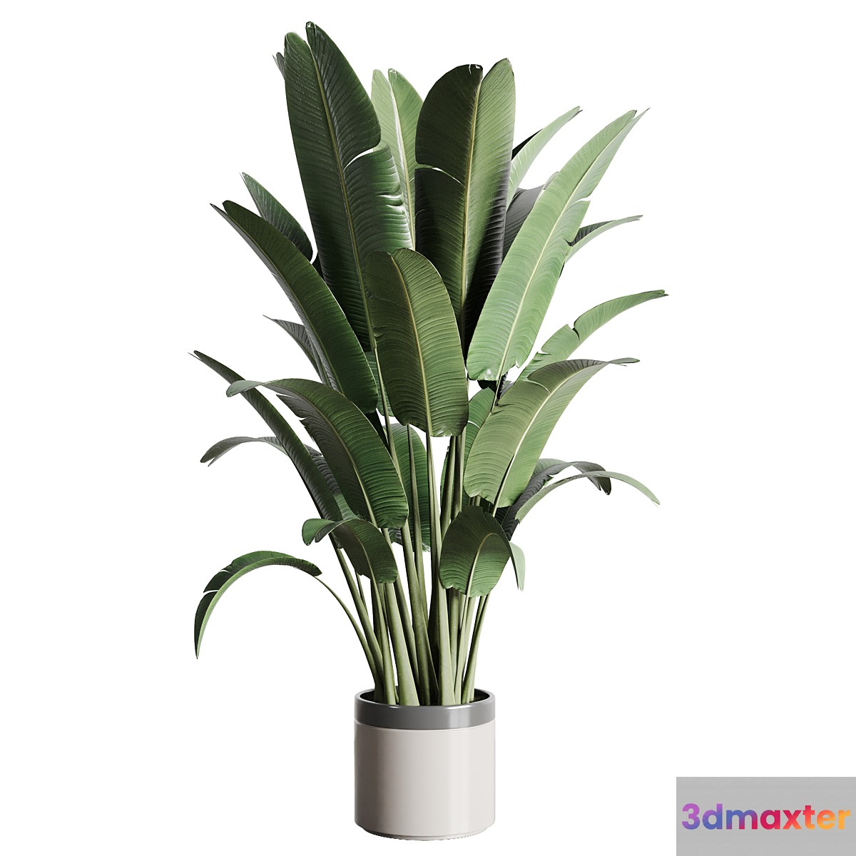 indoor outdoor plants 157 pot palnt ravenala concrete vase 3D Max