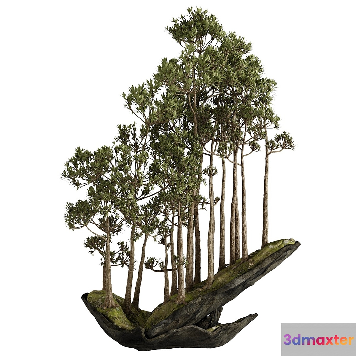 Bonsai 2 - No.3