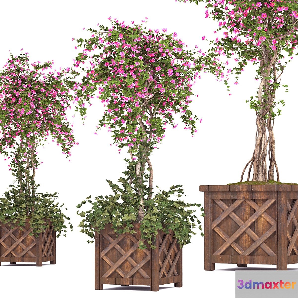 spring outdoor plants 03