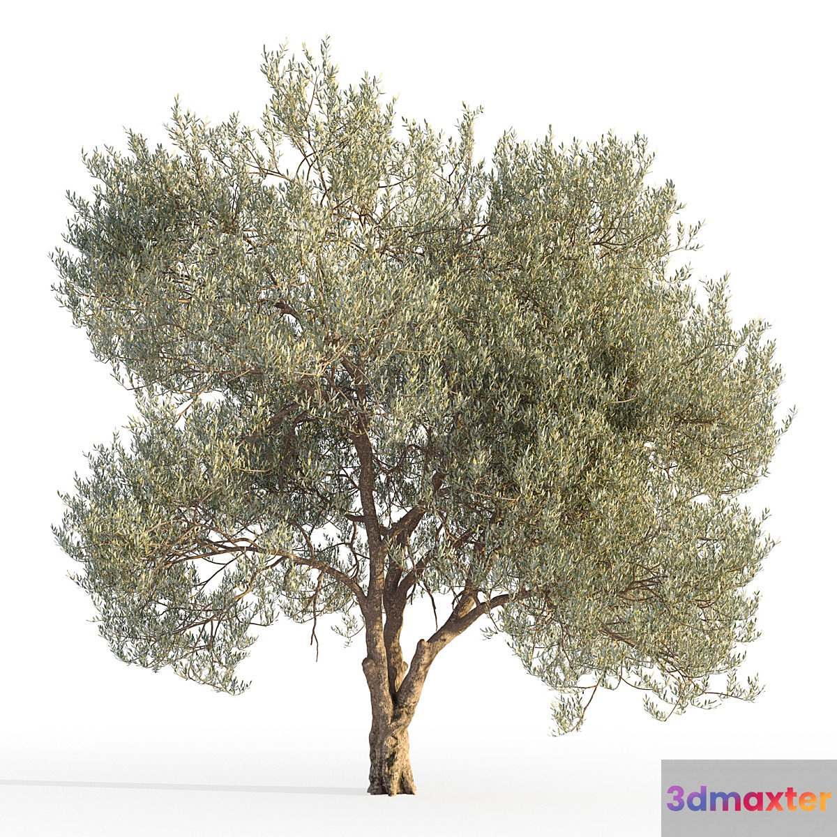 Olive tree 5