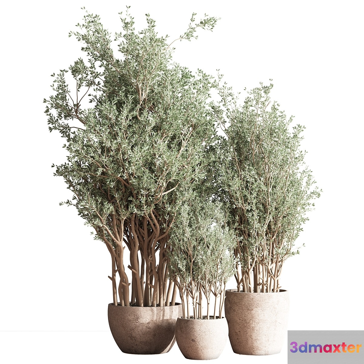Indoor Plant Set 69