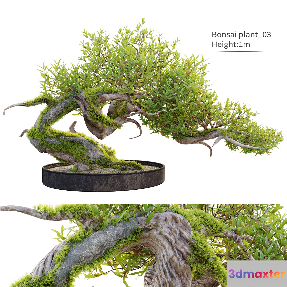 Bonsai plant_03 3D Max