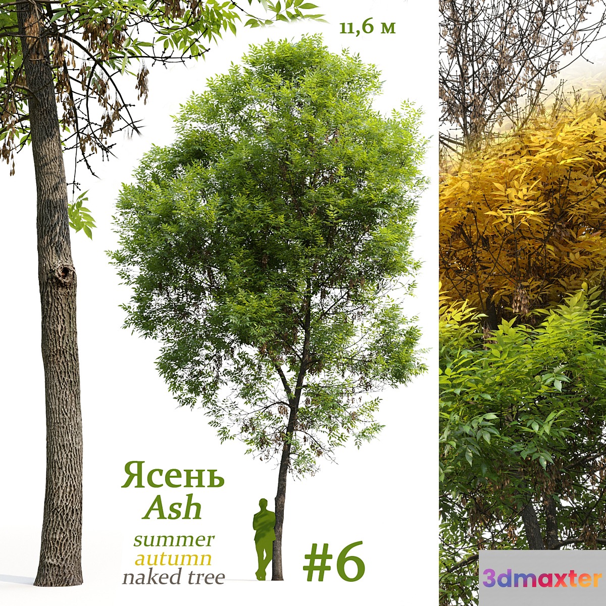 Ash-tree _ Fraxinus #6 3D Max