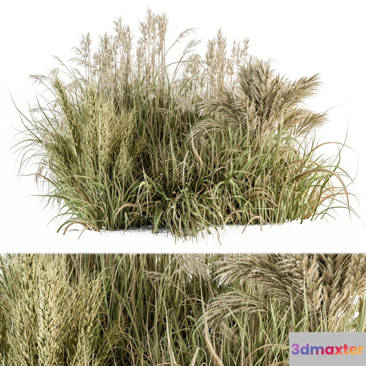 Pampas Bush Dried and Fresh - Bush Set 54 3D Max