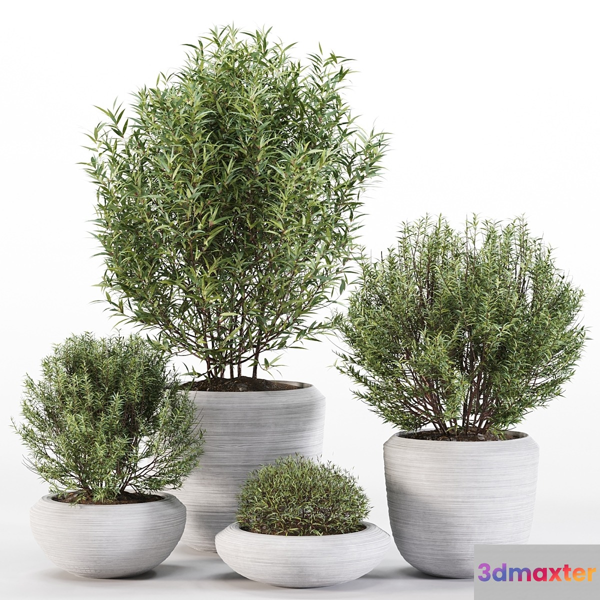 4 Pot Rosemary