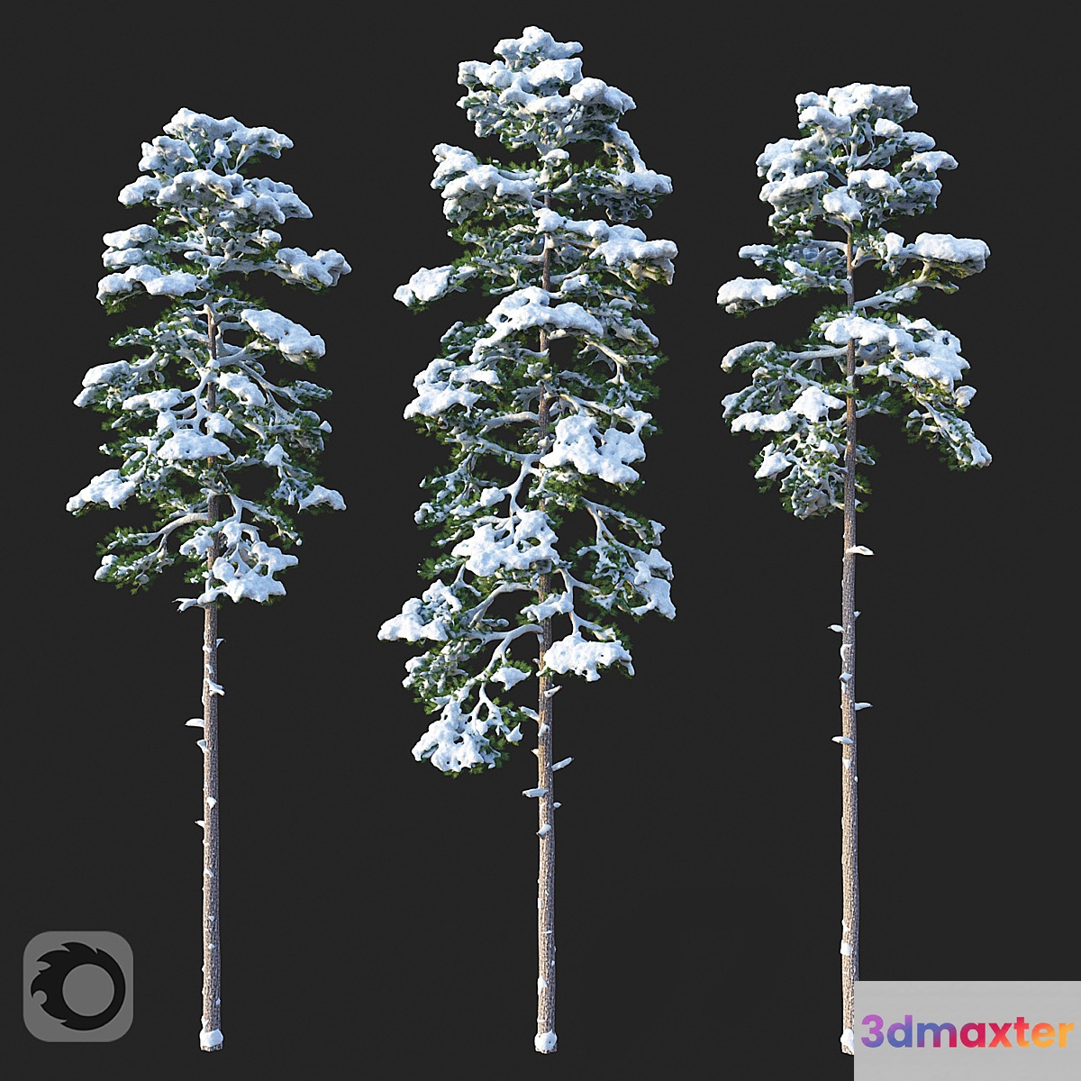 Pine. Set 02. Snow version - No.2