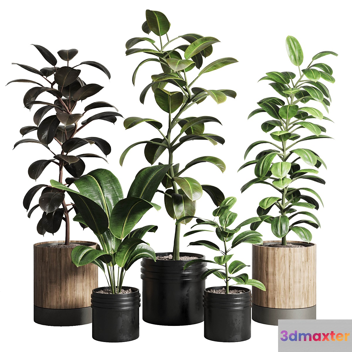Ficus - Ficus rubbery plant 165_dirty wooden and plastic pots - No.3