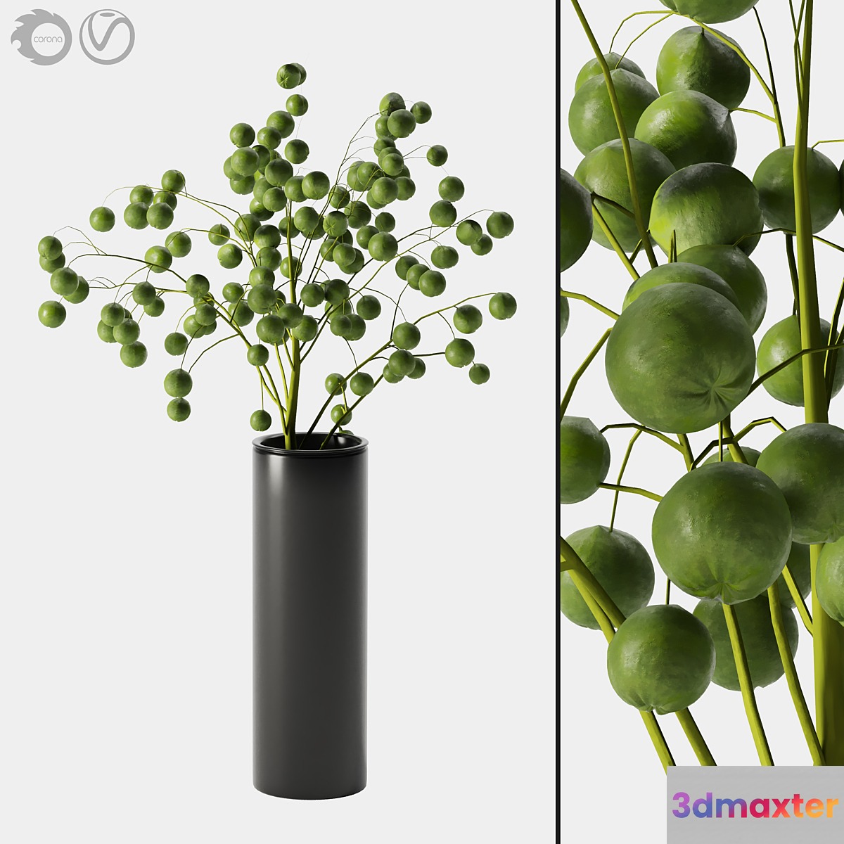 plant indoor 05