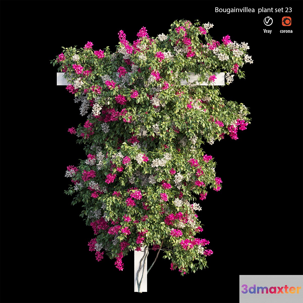 Bougainvillea plant set 23 3D Max