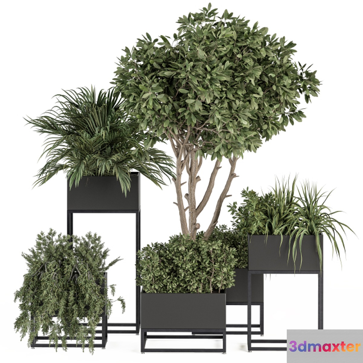 indoor Plant Set 327 - Plant Set in Black Box 3D Max