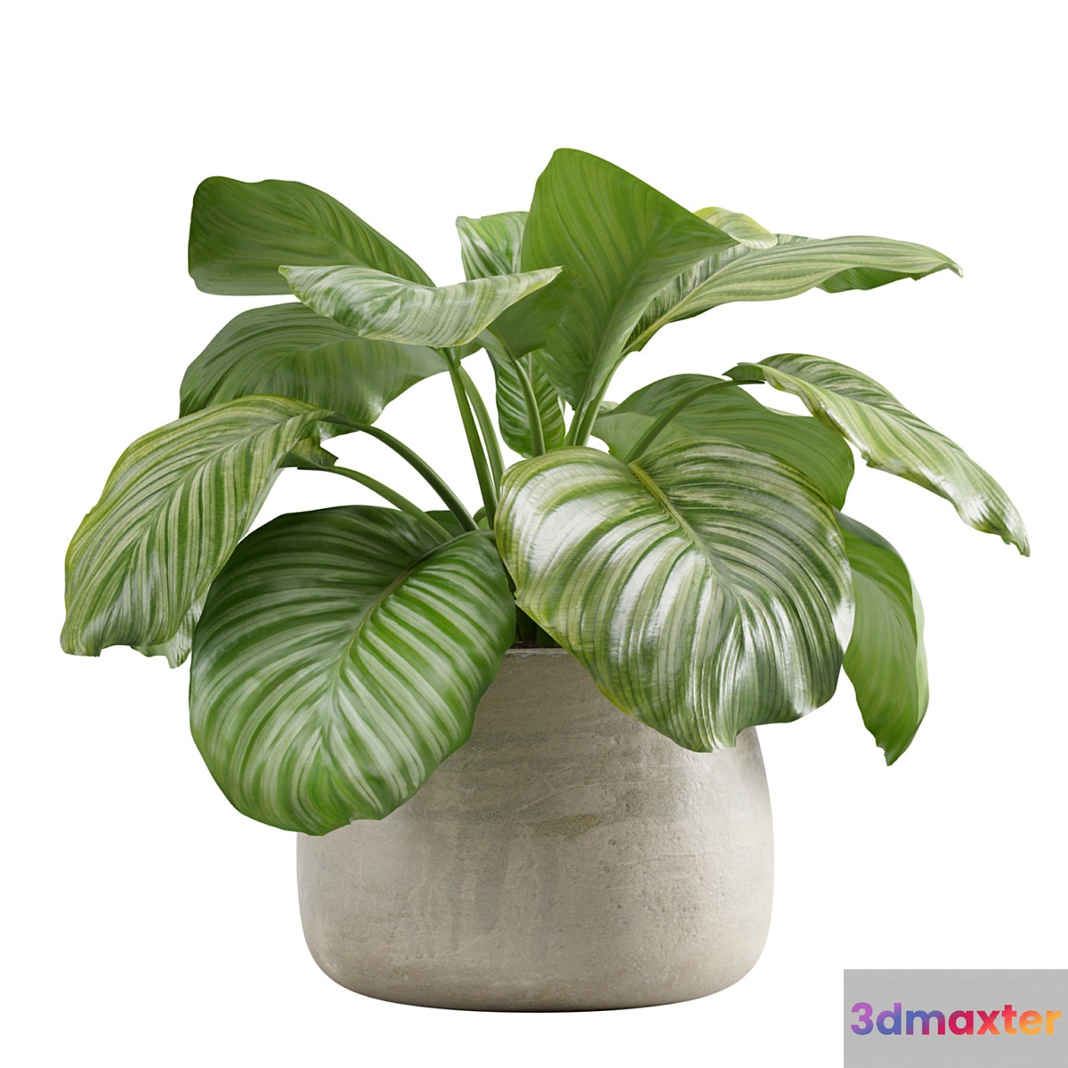 Potted calathea orbifolia 3D Max