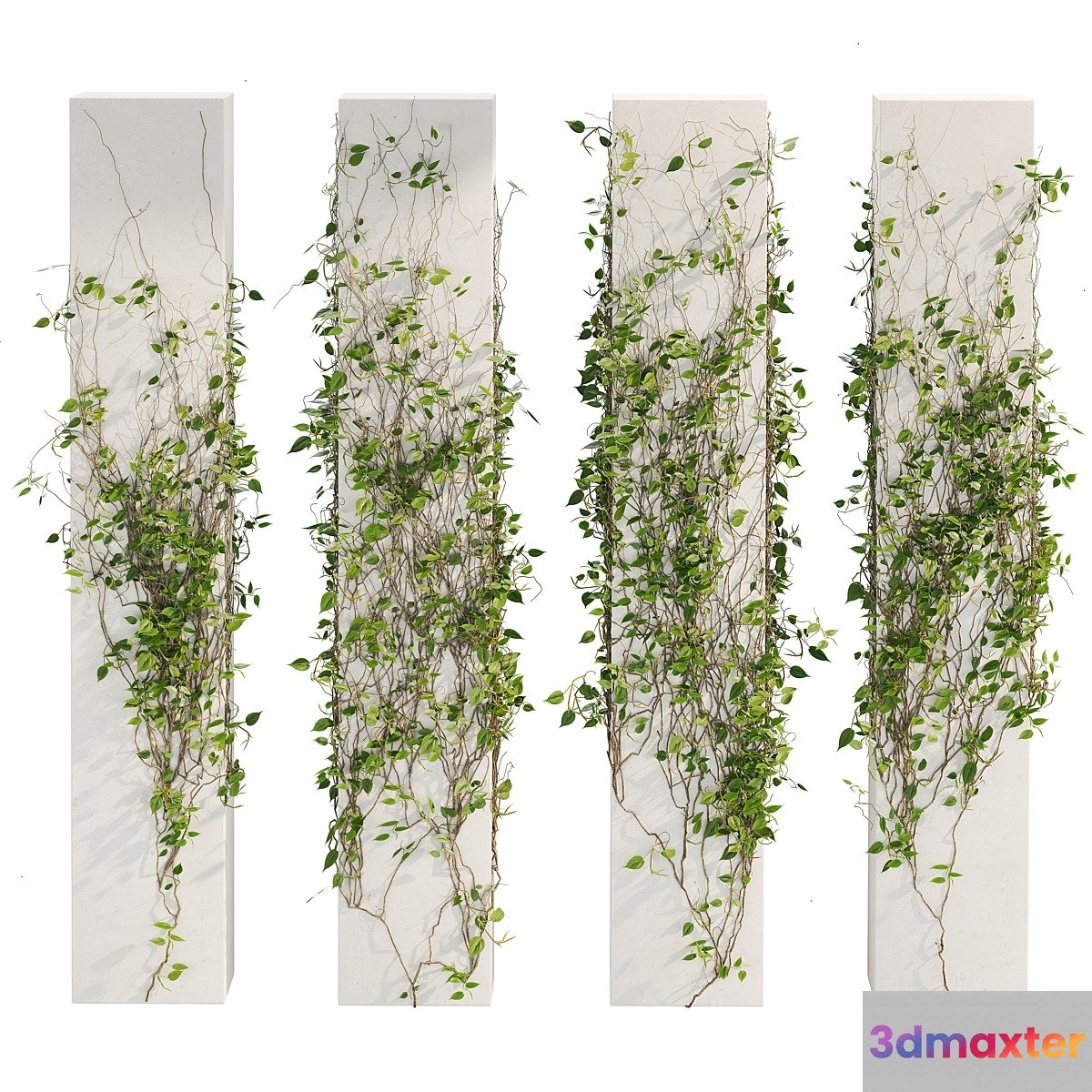Ivy_Plants_01