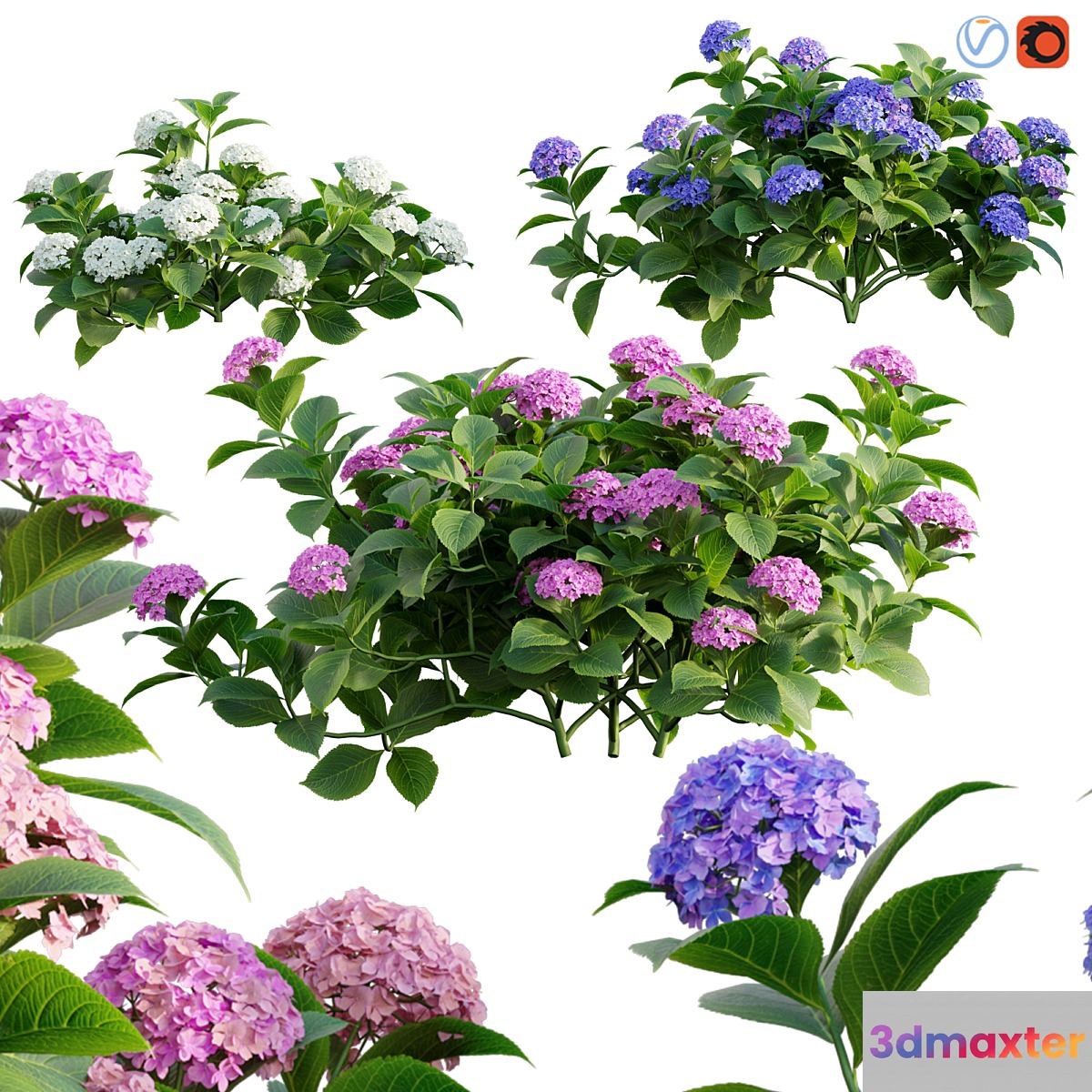 Hydrangea 02