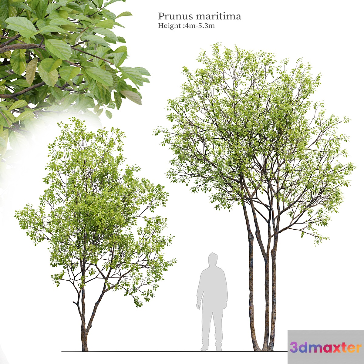 Prunus maritima
