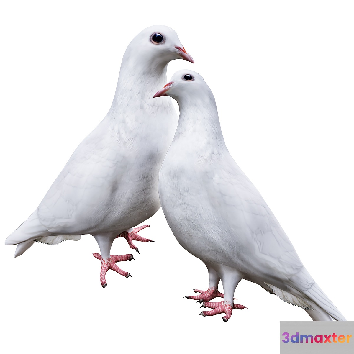 Pigeon