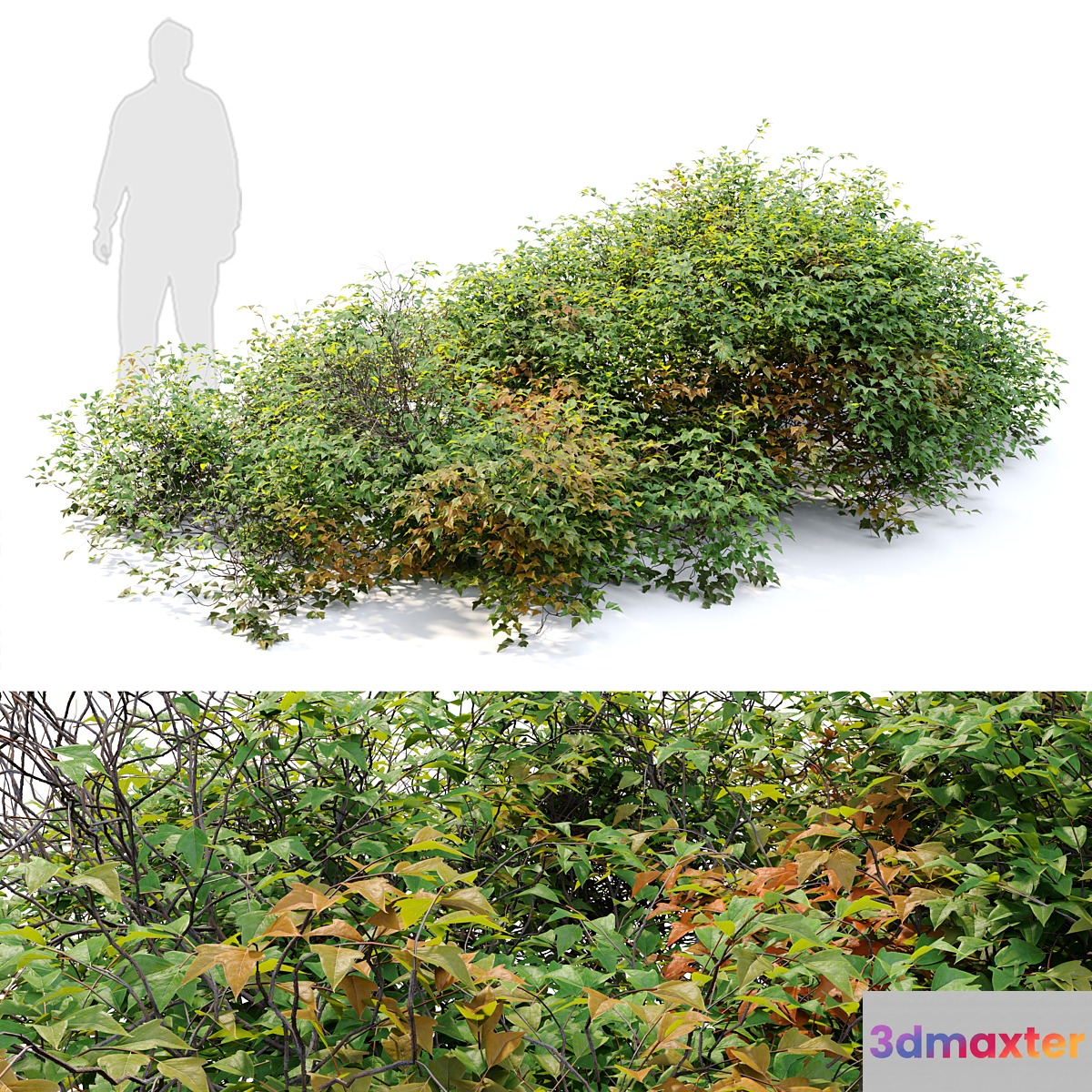 bush 022 - No.2