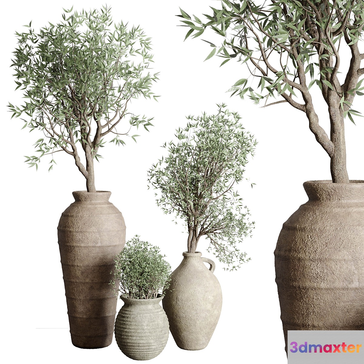 Olive tree in an old earthenware vase indoor collection 167 3D Max