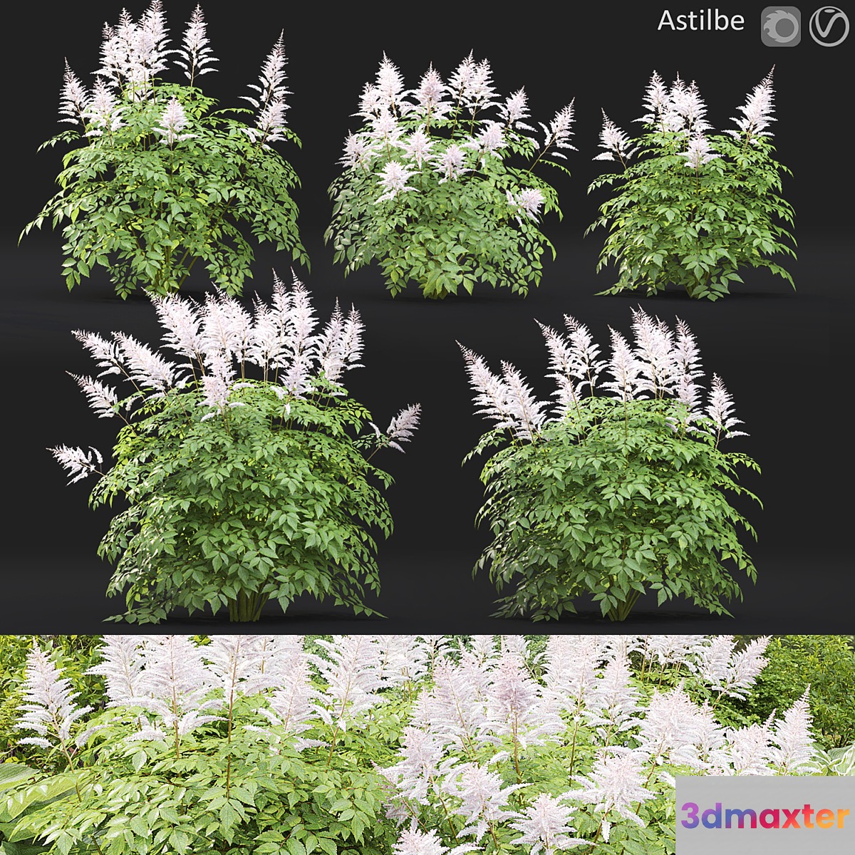 Astilbe 3D Max