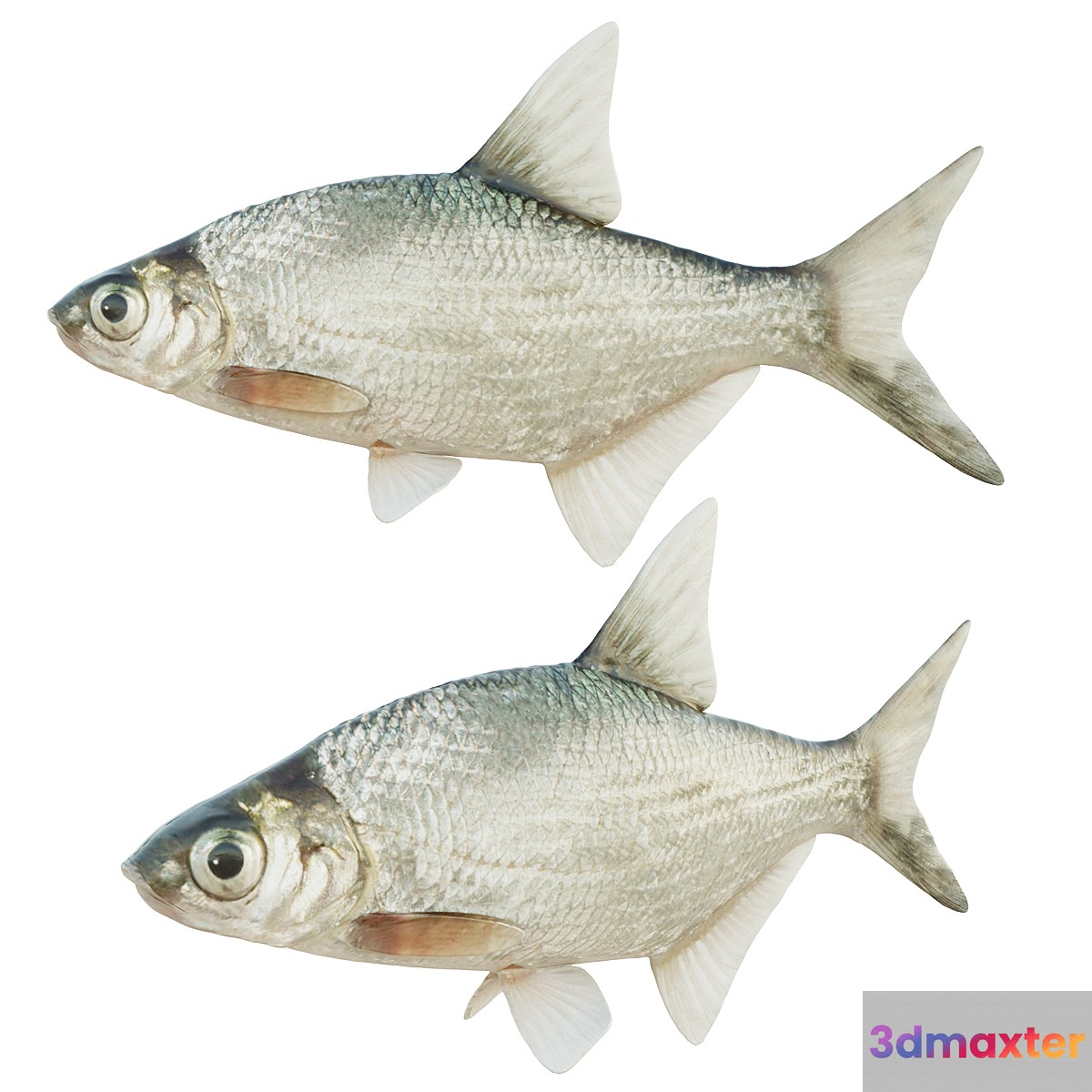 Abramis brama fish