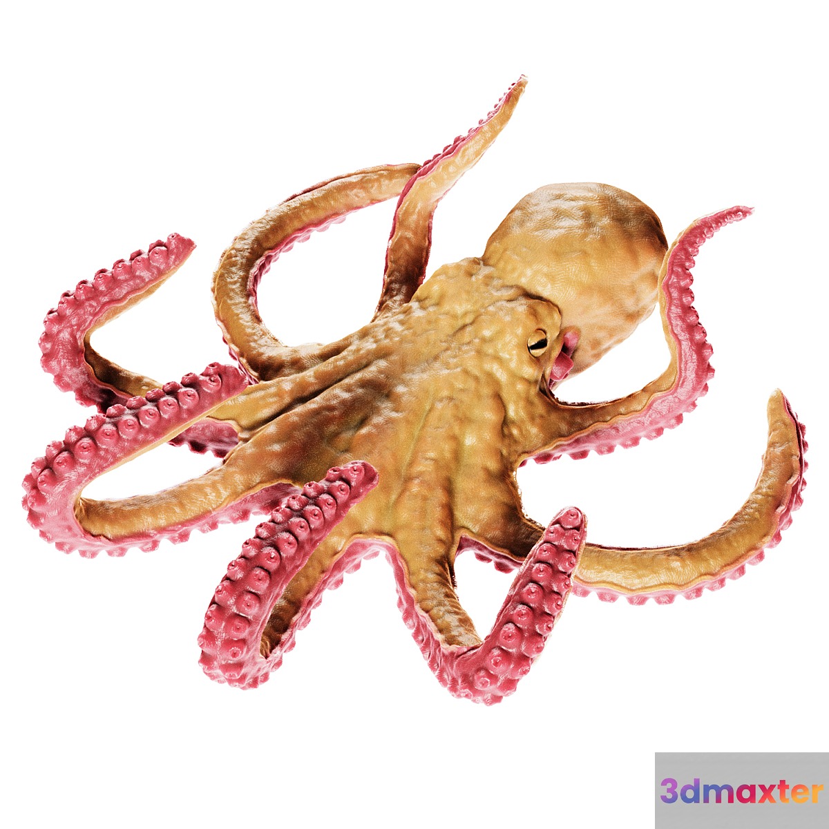 Octopus - No.2