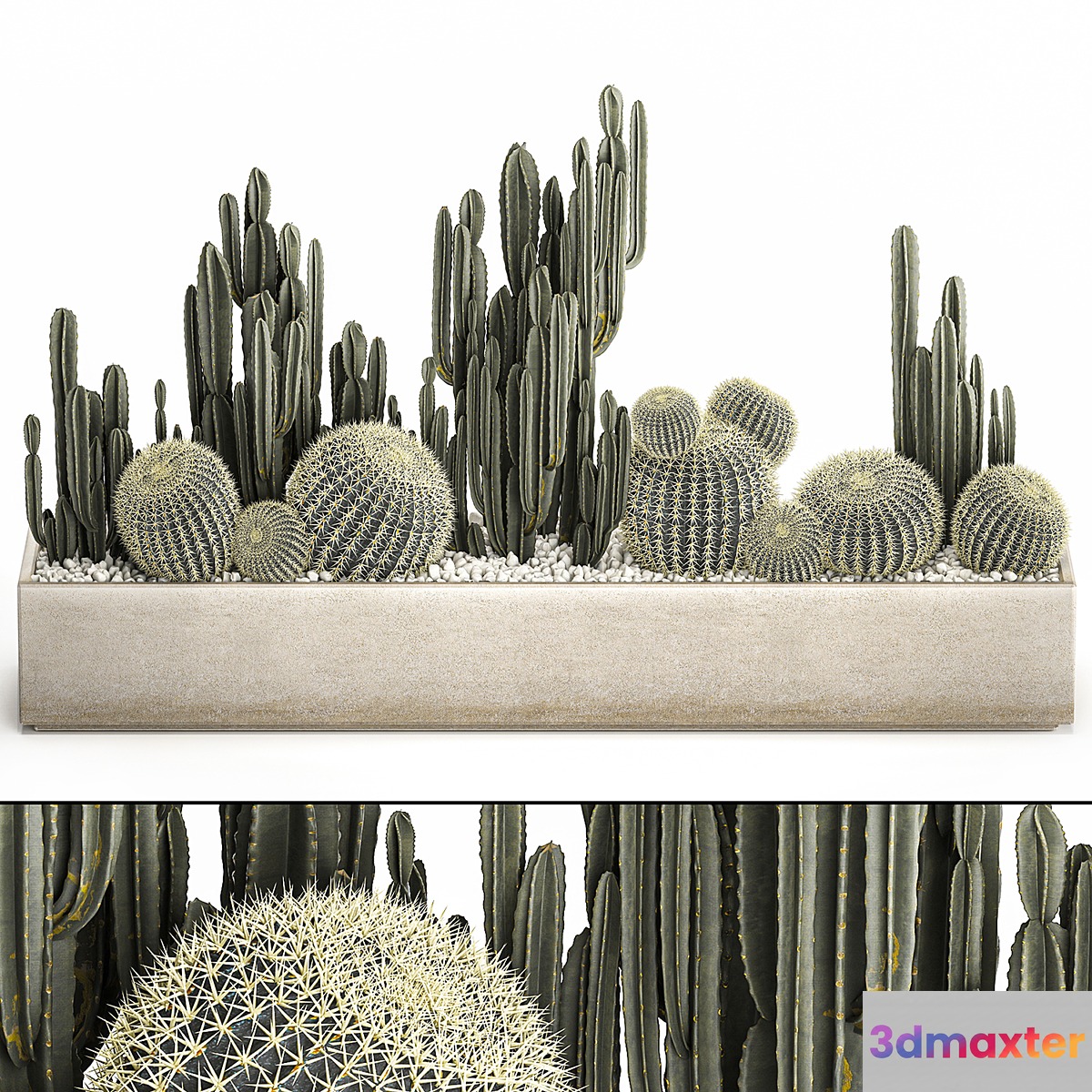 Collection of desert plants in a vase of cacti cereus and echinocactus barrel cactus. Set 1097. - No.3