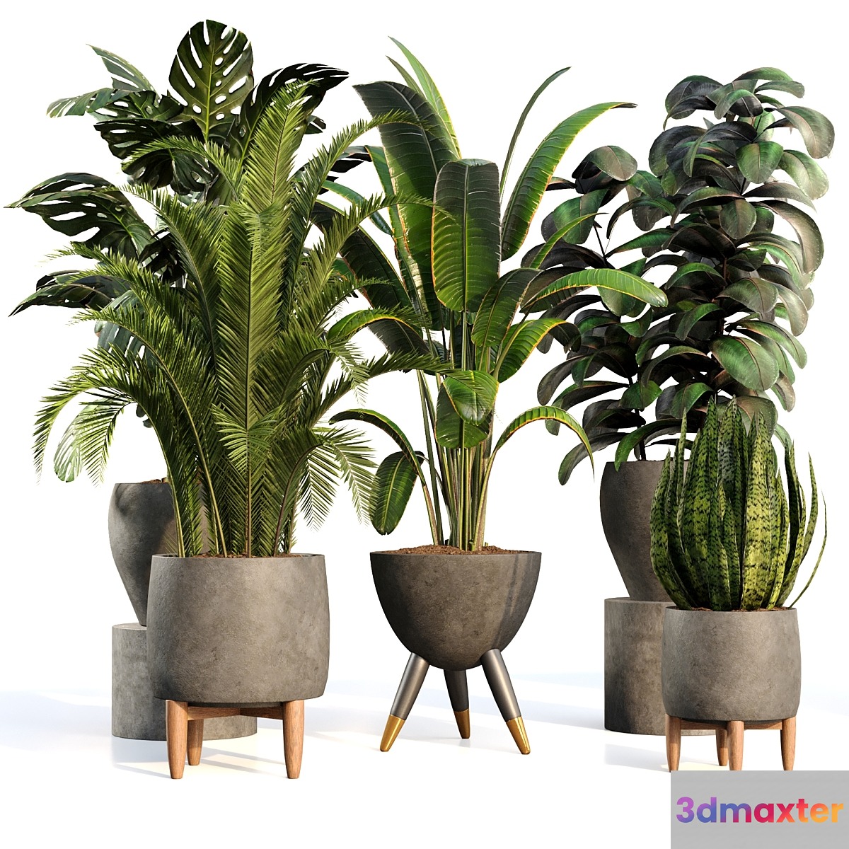 bamboo-Censoria-Indoor plant set 01 - No.2